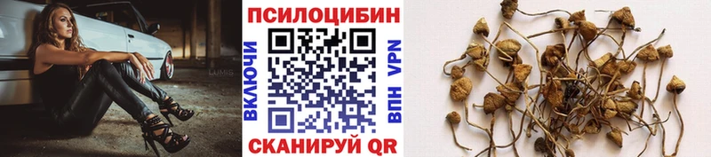 купить  сайты  Калининск  Галлюциногенные грибы Cubensis 